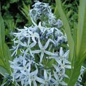 Amsonia tabernaemontana fleur